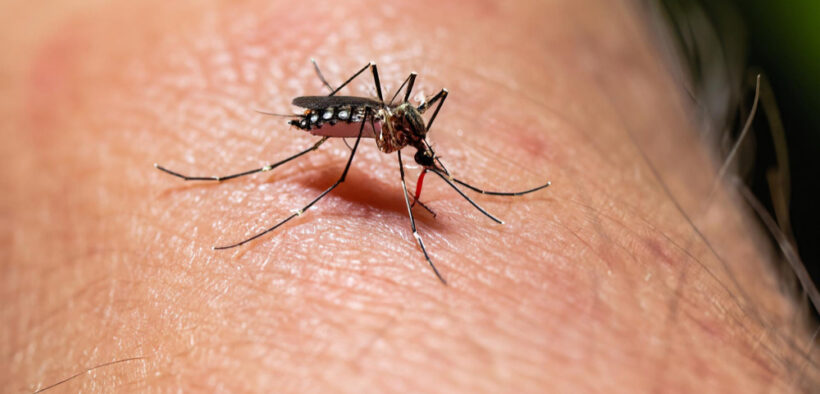 dengue