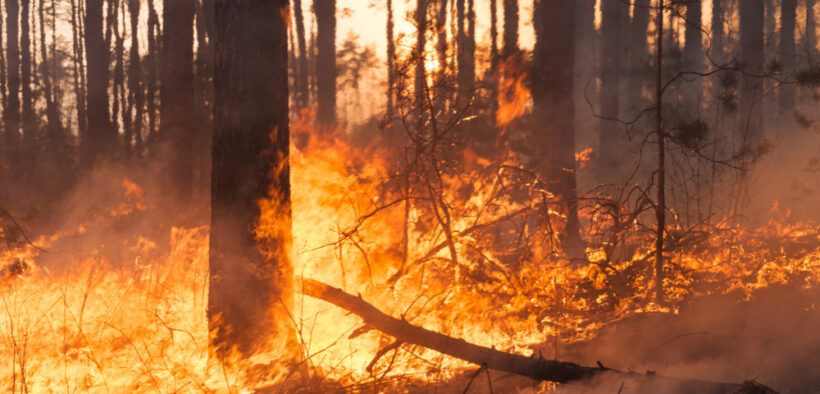 incendios forestales en 9 países