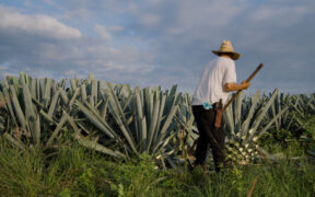 mayor producción agropecuaria