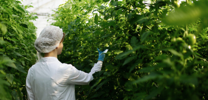 producción de alimentos