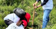 ReforestaTIP