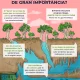 tren maya