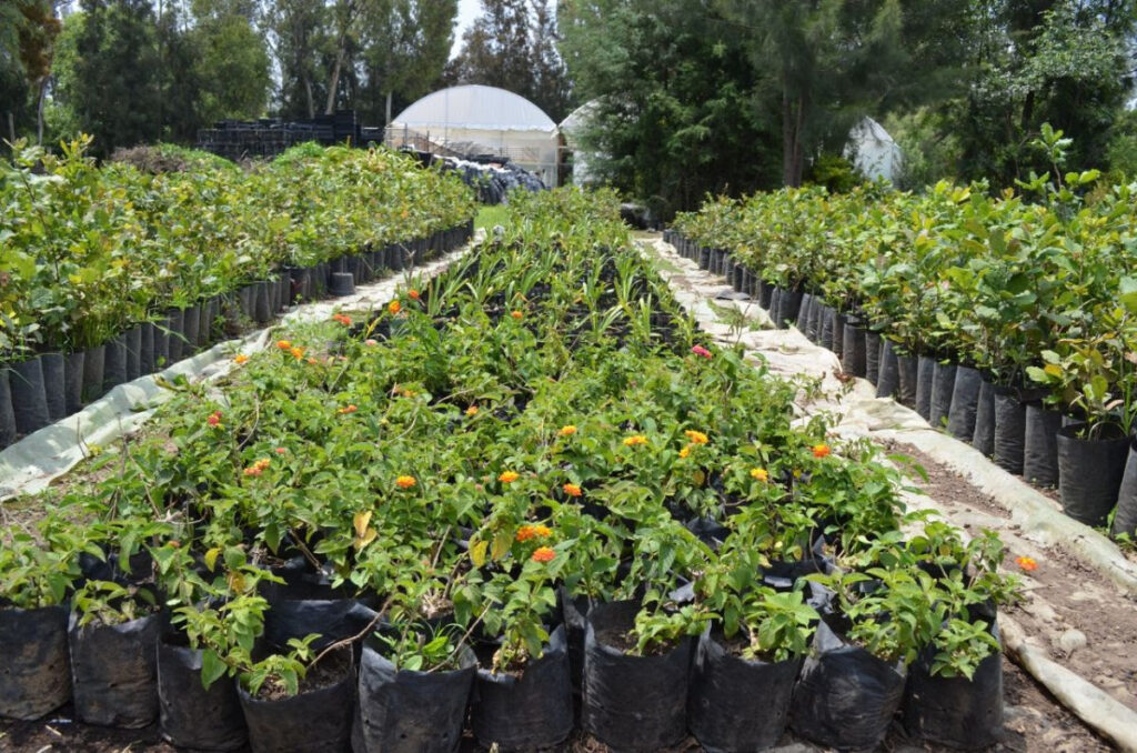 vivero Nezahualcóyotl
