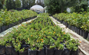 vivero Nezahualcóyotl