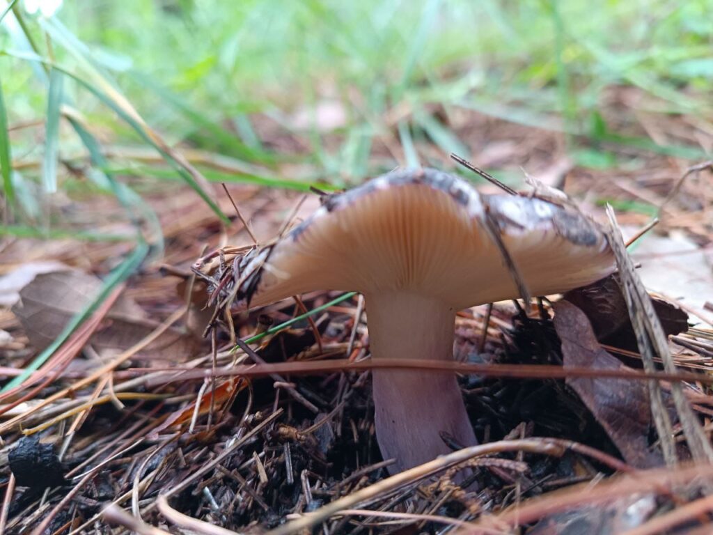 hongos
