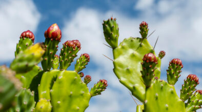 proceso nopal