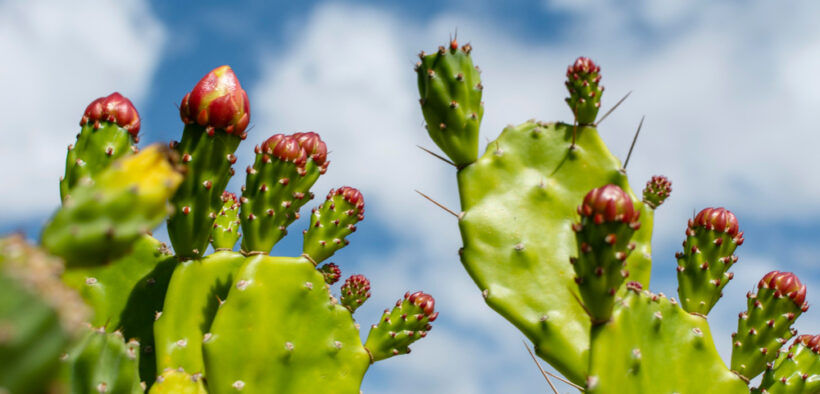 nopal