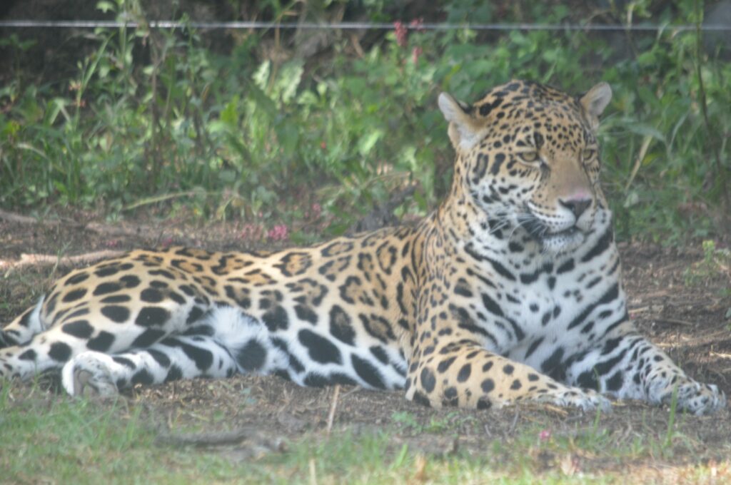 Jaguar Mexicano en Reino Animal