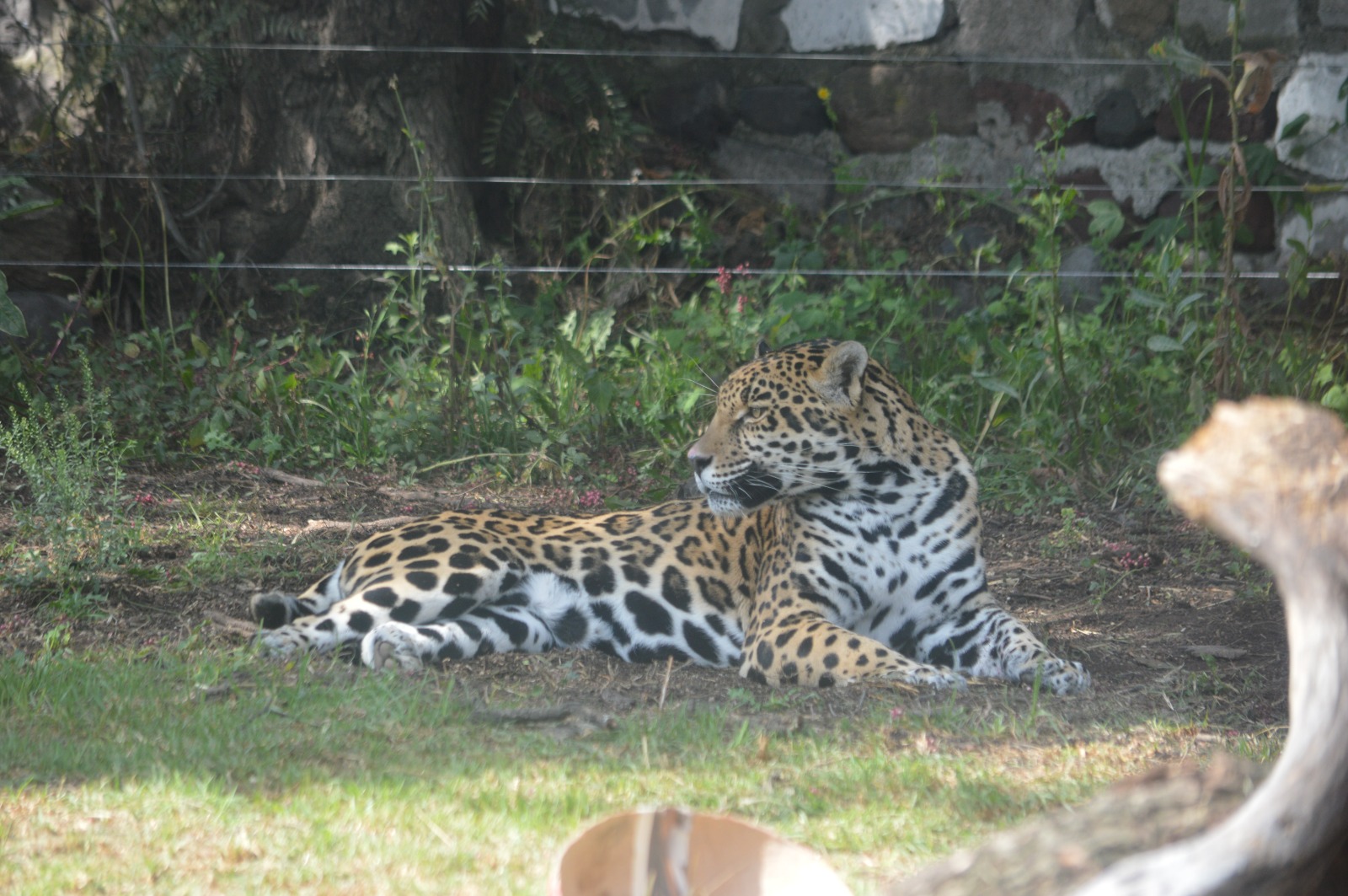 Jaguar Mexicano en Reino Animal
