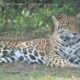 Jaguar Mexicano en Reino Animal