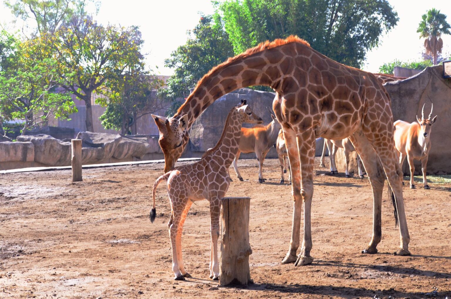 Zoológico de San de Juan de Aragón