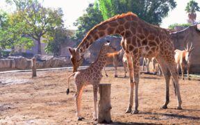 Zoológico de San de Juan de Aragón