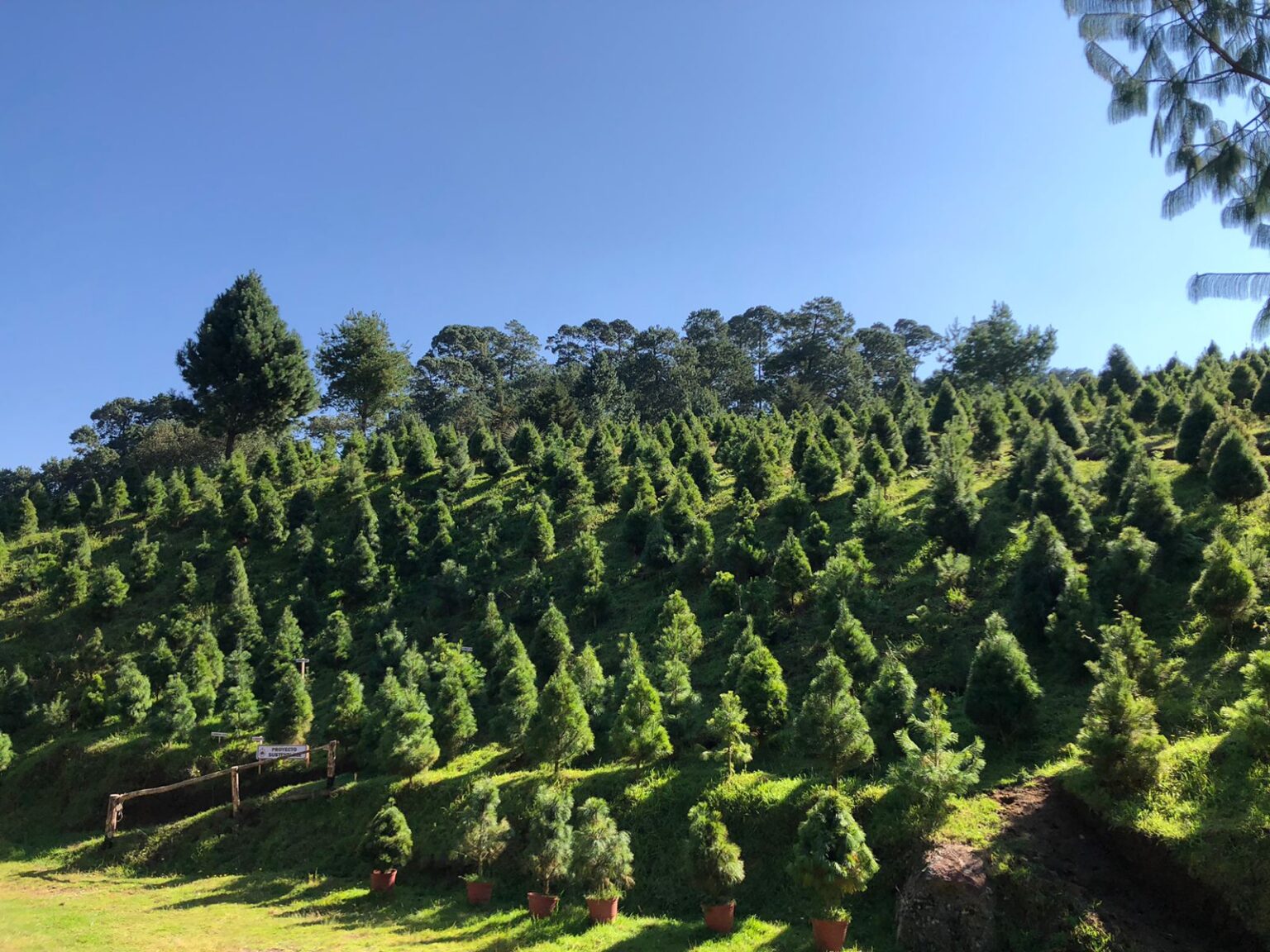 árbol natural de Navidad