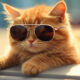 gatos