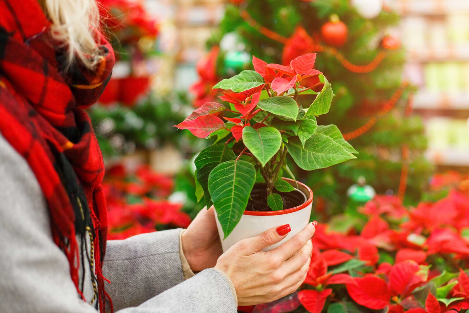 Flor de Nochebuena