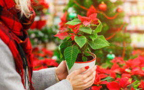 Flor de Nochebuena