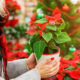 Flor de Nochebuena