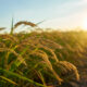 programa de siembra de arroz