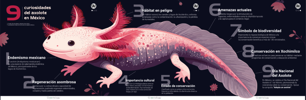 Día Nacional del Axolote_infografía_2024_GT