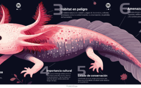 Día Nacional del Axolote_infografía_2024_GT