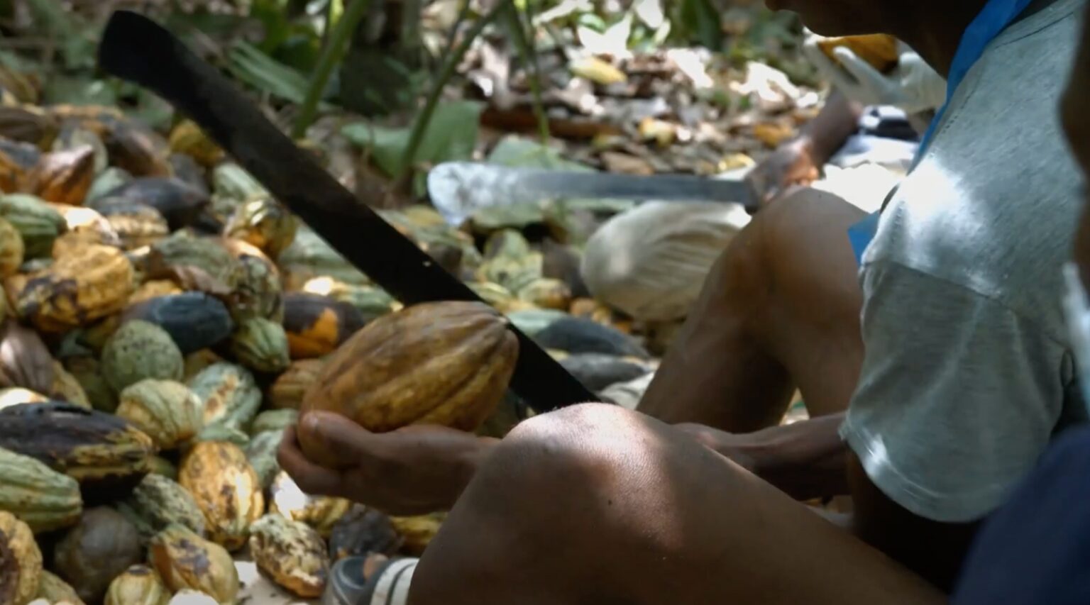 residuos de cacao