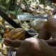 residuos de cacao