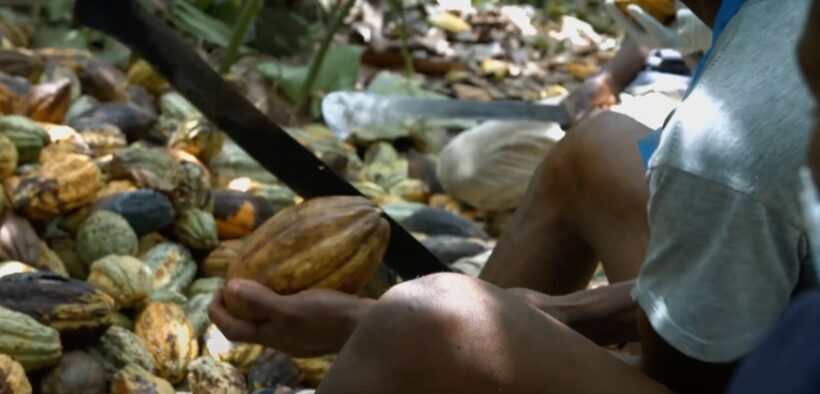 residuos de cacao