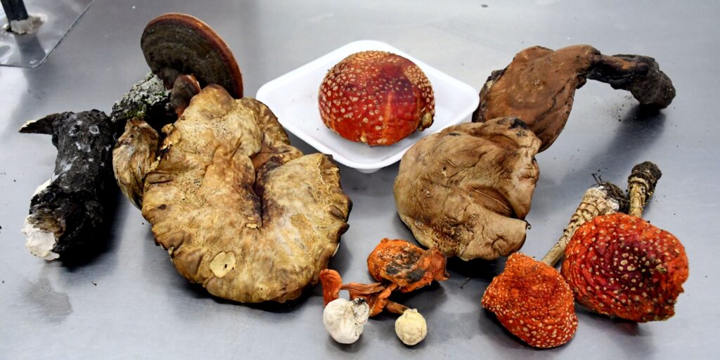 saberes ancestrales sobre hongos