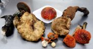 saberes ancestrales sobre hongos