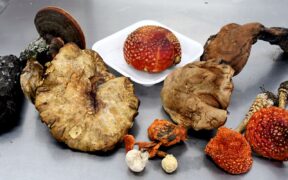 saberes ancestrales sobre hongos