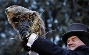 marmota Phil