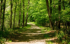 bosques