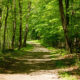 bosques