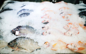 pescado