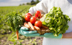 sistema alimentario