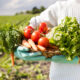 sistema alimentario