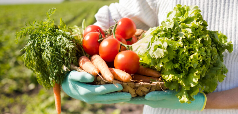 sistema alimentario