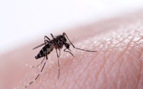 síntomas del dengue