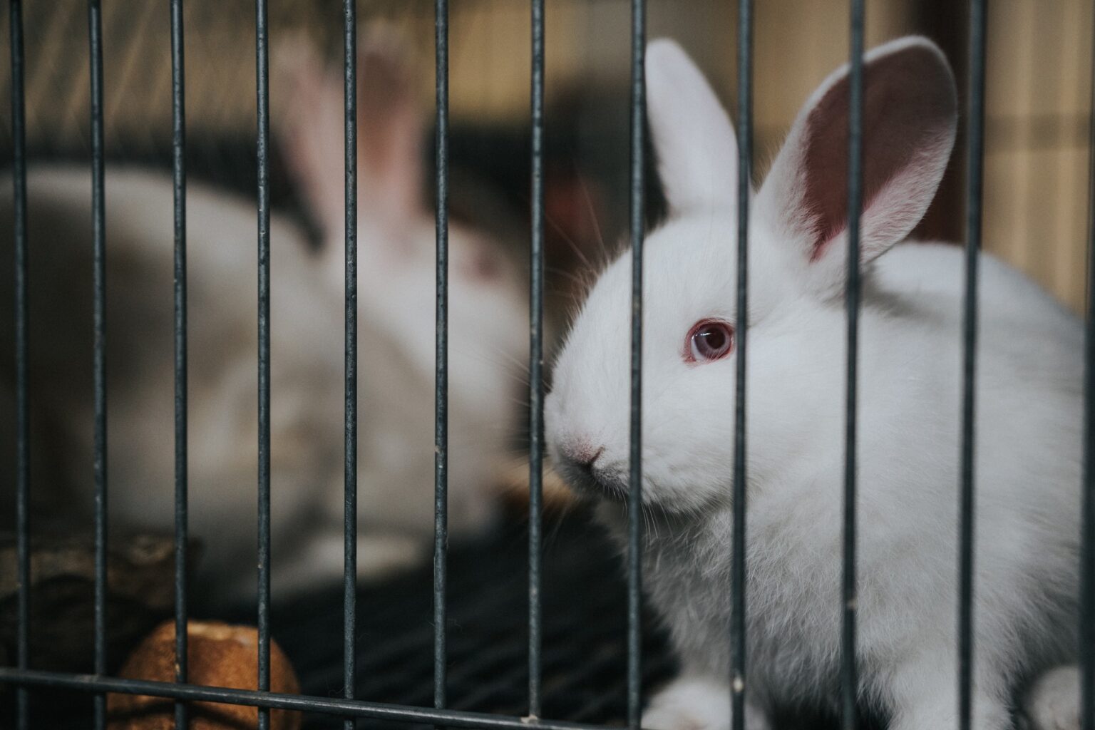 animales
