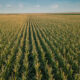 desarrollar el campo