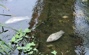 Ríos Las Nutrias, Juchitán Oaxaca