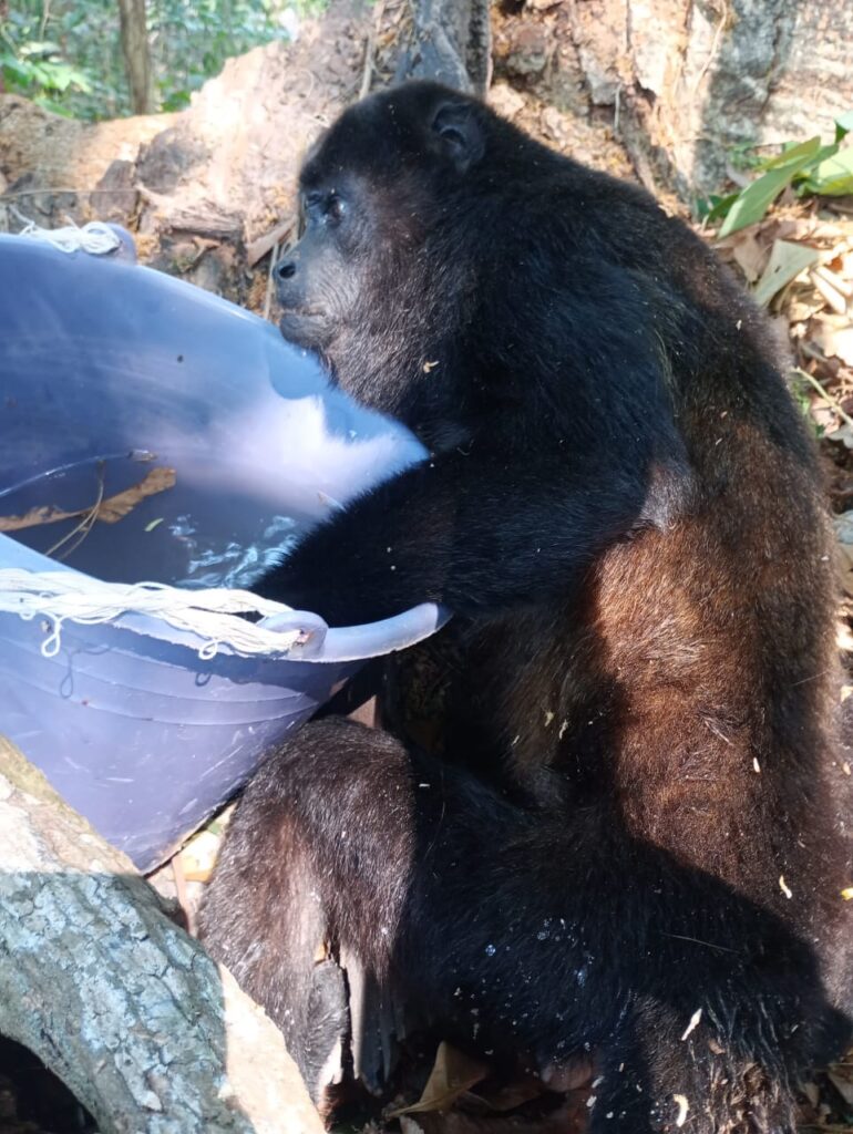 monos saraguatos cobius