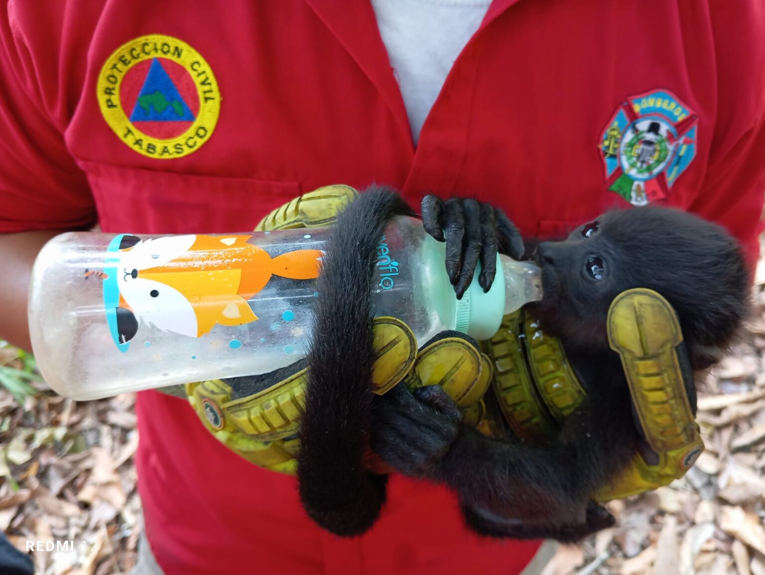 monos saraguatos cobius
