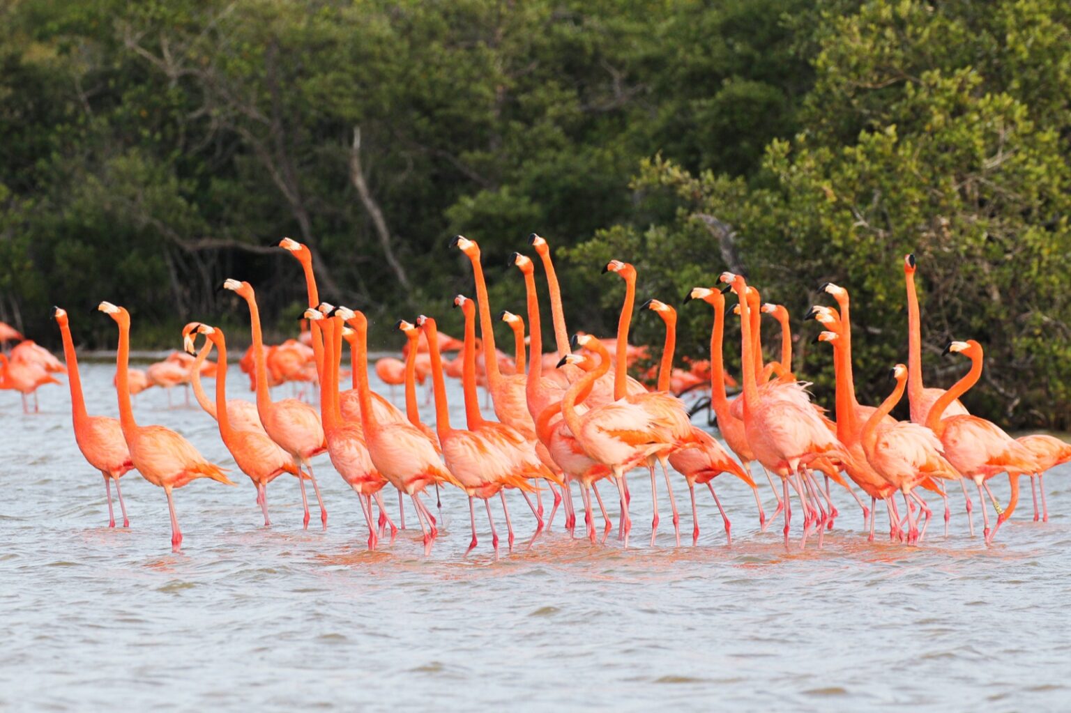 Flamenco del Caribe