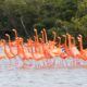 Flamenco del Caribe