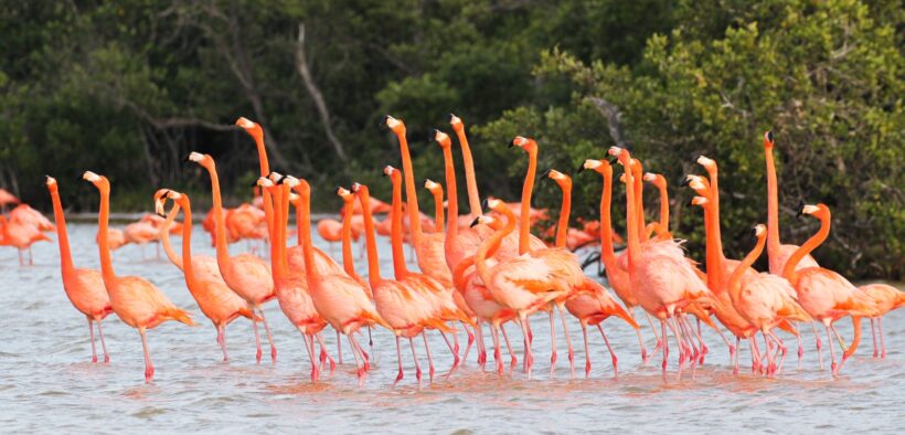 Flamenco del Caribe