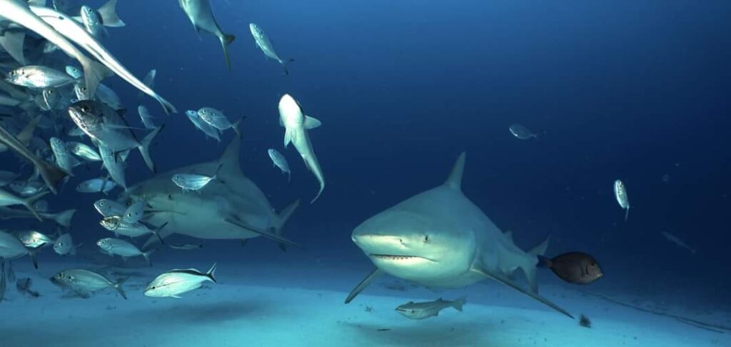 tiburones del Caribe mexicano