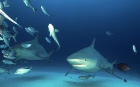 tiburones del Caribe mexicano