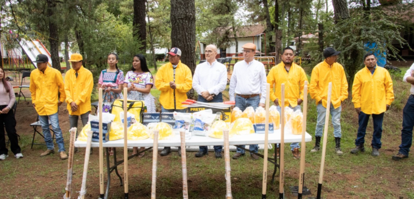 400 mil plantas
