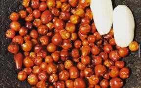 Chile Chiltepín